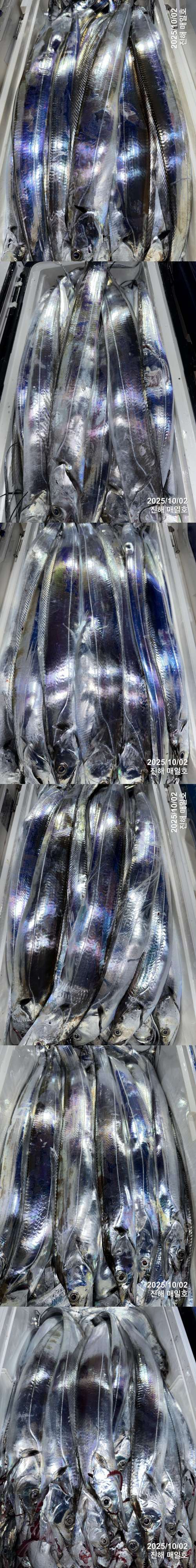 갈치2.jpg