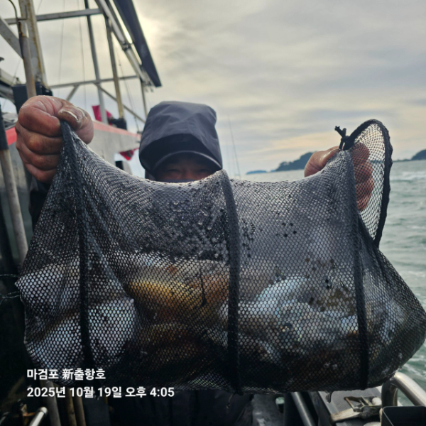 ꫛꫀꪝ✧‧˚ 태안 마검포 新출항호 .• _˚☀₊_사진_20251019_6.jpg
