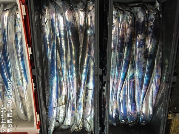 10월5일갈치 (53)-tile.jpg