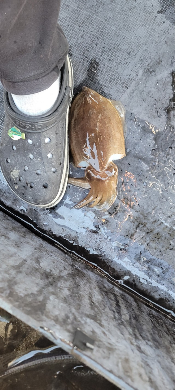 예지퀸호 농어외수질&어초낚시 경기인천권_사진_20251026_9.jpg