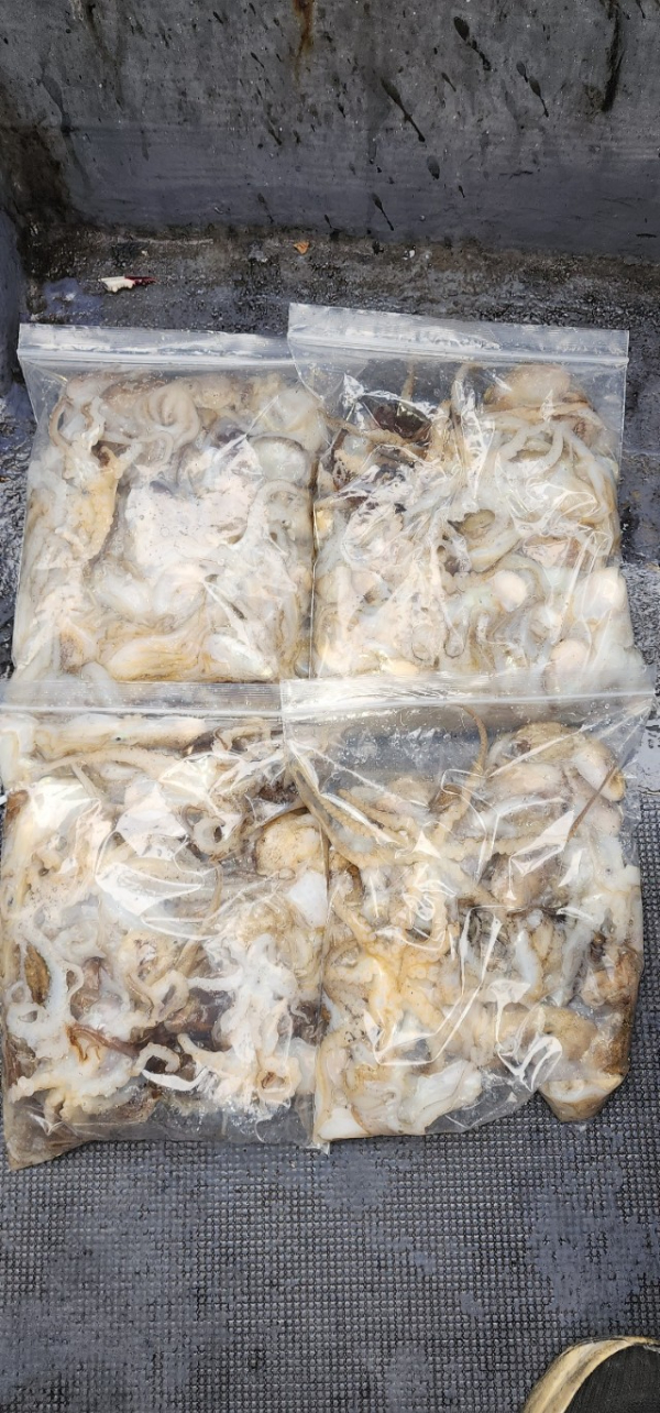 예지퀸호 농어외수질&어초낚시 경기인천권_사진_20251002_5.jpg