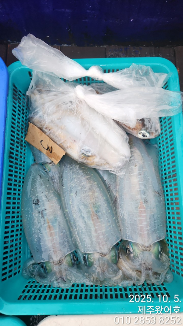 제주왔어호_사진_20251005_4.jpg