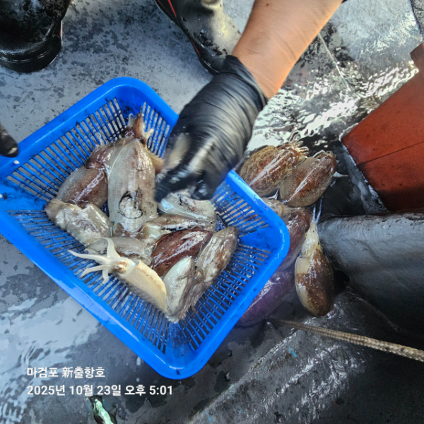 ꫛꫀꪝ✧‧˚ 태안 마검포 新출항호 .• _˚☀₊_사진_20251023_14.jpg