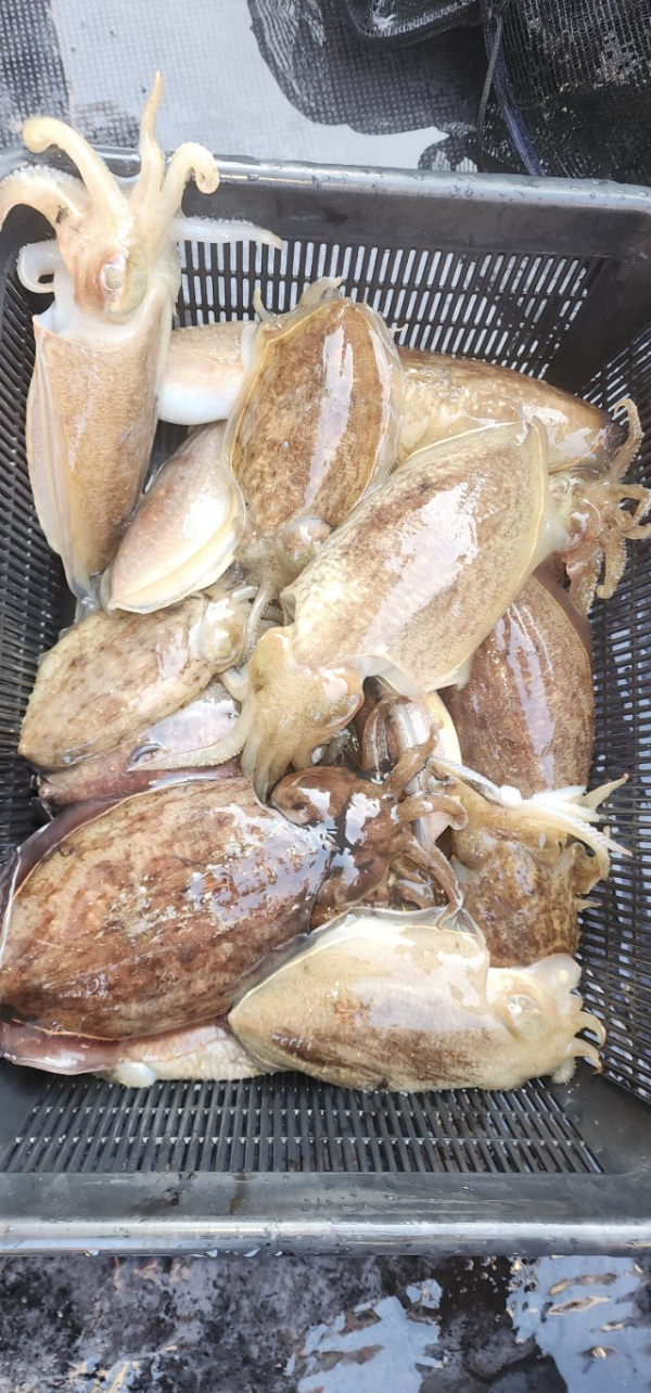 예지퀸호 농어외수질&어초낚시 경기인천권_사진_20251029_7.jpg