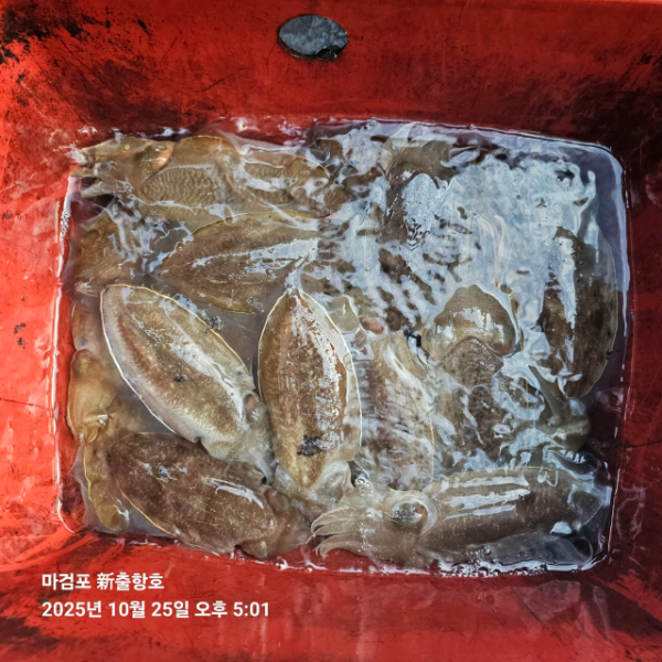 ꫛꫀꪝ✧‧˚ 태안 마검포 新출항호 .• _˚☀₊_사진_20251025_11.jpg