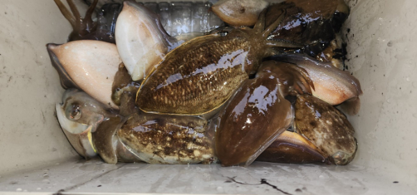 예지퀸호 농어외수질&어초낚시 경기인천권_사진_20251013_13.jpg