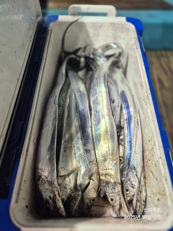 바다꾼낚시(신아라호)_사진_20251012_23.jpg
