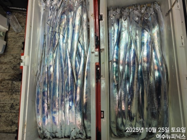 10월25일갈치 (37).jpg