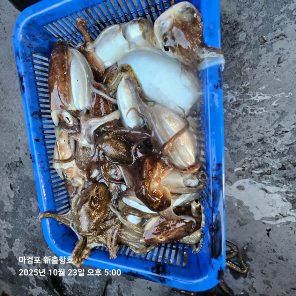 ꫛꫀꪝ✧‧˚ 태안 마검포 新출항호 .• _˚☀₊_사진_20251023_12.jpg