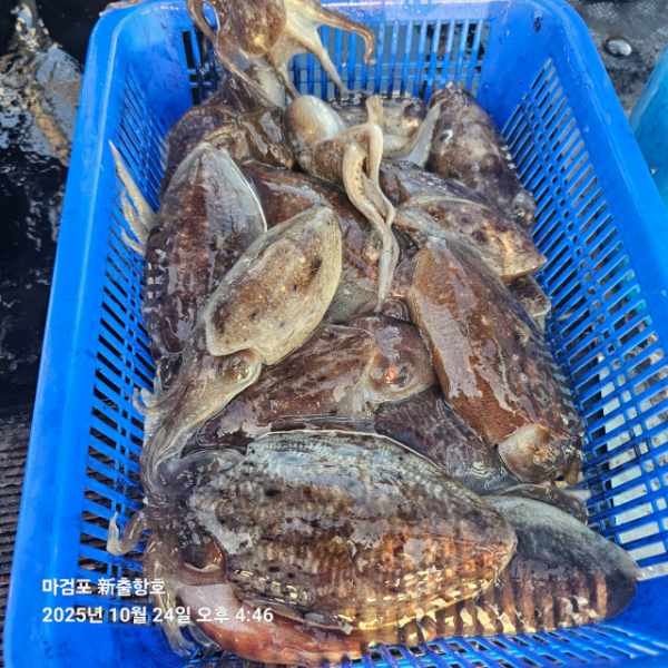 ꫛꫀꪝ✧‧˚ 태안 마검포 新출항호 .• _˚☀₊_사진_20251024_6.jpg