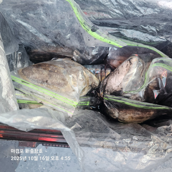 ꫛꫀꪝ✧‧˚ 태안 마검포 新출항호 .• _˚☀₊_사진_20251016_9.jpg