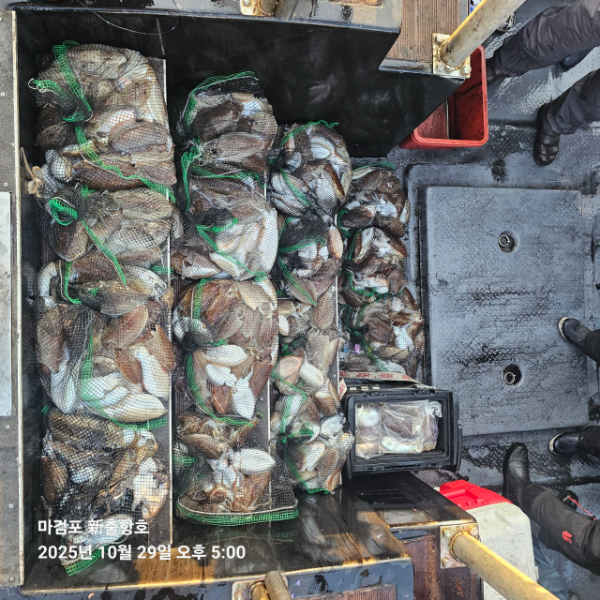 ꫛꫀꪝ✧‧˚ 태안 마검포 新출항호 .• _˚☀₊_사진_20251029_5.jpg