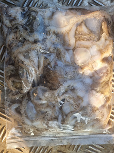 인천쭈꾸미낚시 (28).jpg