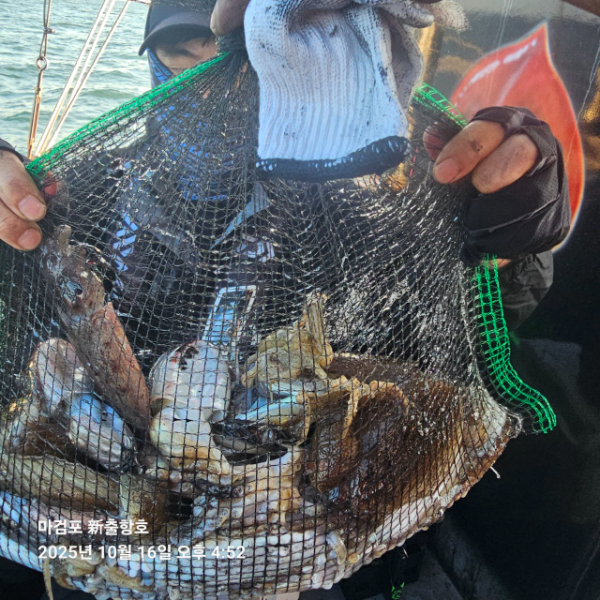 ꫛꫀꪝ✧‧˚ 태안 마검포 新출항호 .• _˚☀₊_사진_20251016_13.jpg