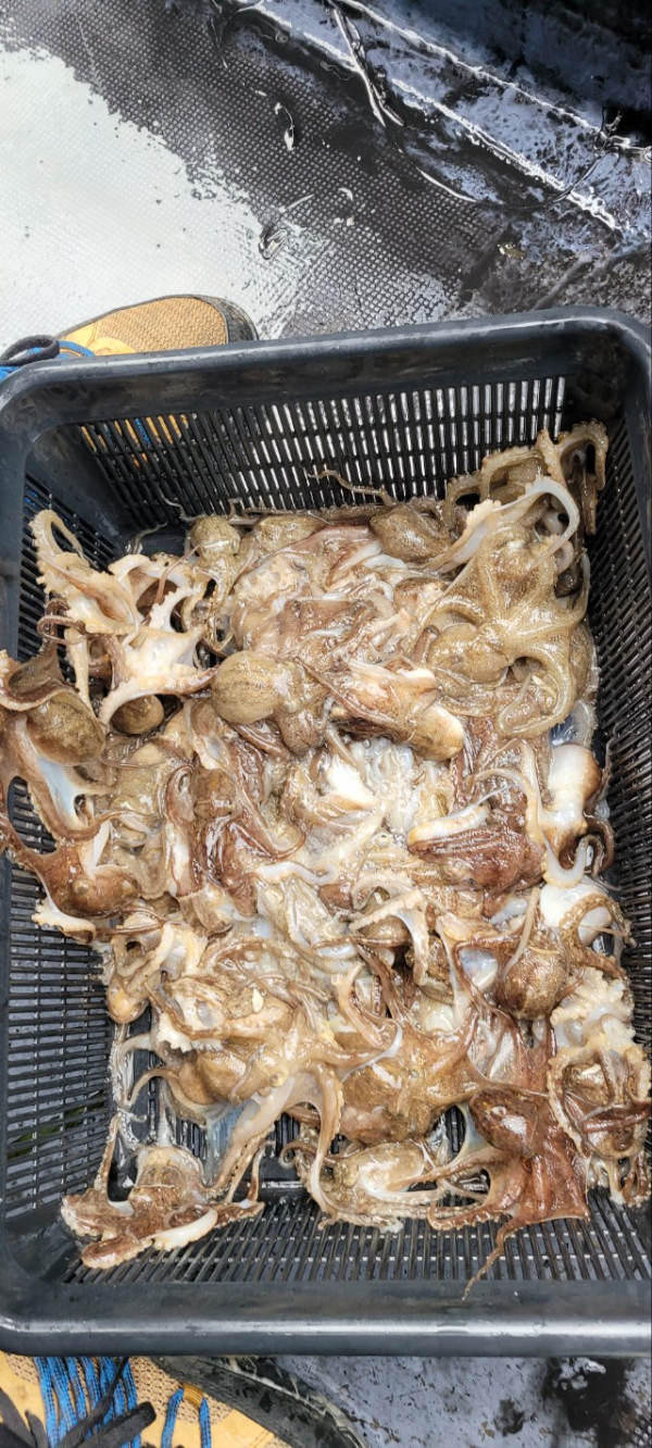 예지퀸호 농어외수질&어초낚시 경기인천권_사진_20251026_15.jpg