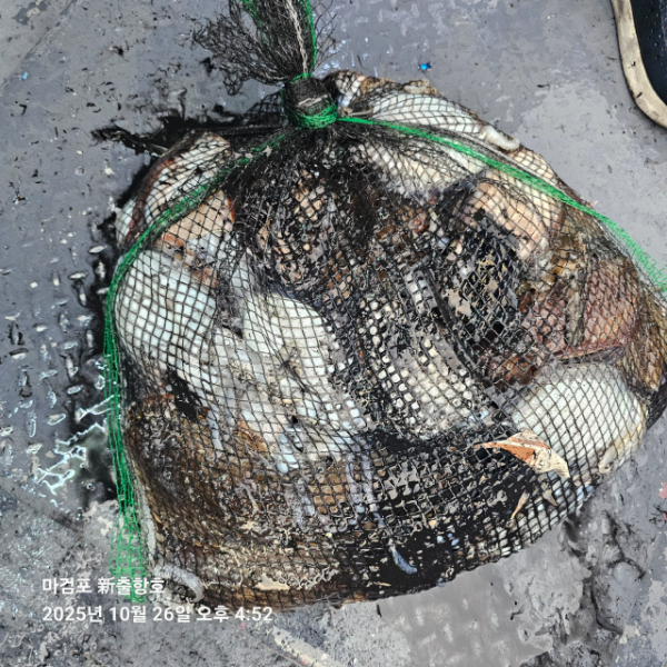 ꫛꫀꪝ✧‧˚ 태안 마검포 新출항호 .• _˚☀₊_사진_20251026_10.jpg