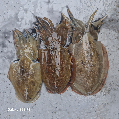 인천쭈꾸미낚시 (11).jpg