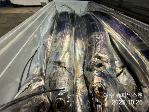 10월26일갈치 (25).jpg