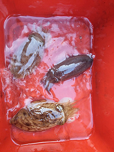 인천쭈꾸미낚시 (6).jpg