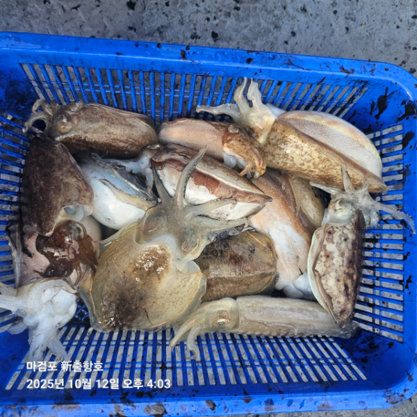 ꫛꫀꪝ✧‧˚ 태안 마검포 新출항호 .• _˚☀₊_사진_20251013_14.jpg