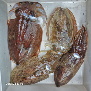 인천쭈꾸미낚시 (1).jpg