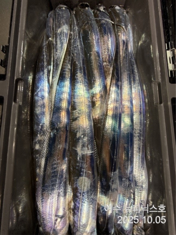 큰10월5일갈치 (34).jpg