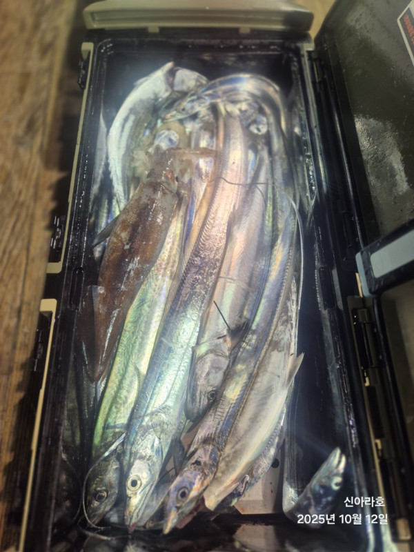 바다꾼낚시(신아라호)_사진_20251012_22.jpg