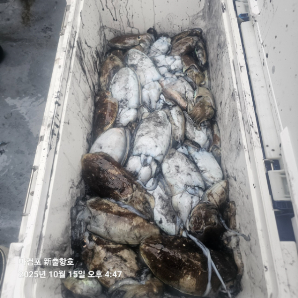 ꫛꫀꪝ✧‧˚ 태안 마검포 新출항호 .• _˚☀₊_사진_20251015_1.jpg