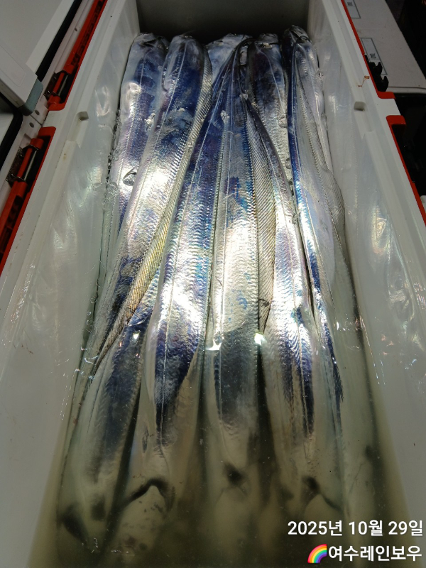 ♡여수레인보우♡갈치_열기_한치_갑오징어__사진_20251029_19.jpg
