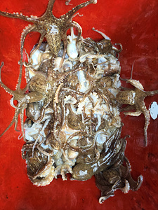 인천쭈꾸미낚시 (14).jpg