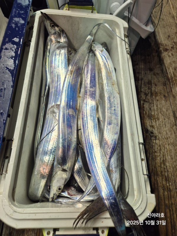 바다꾼낚시(신아라호)_사진_20251031_16.jpg