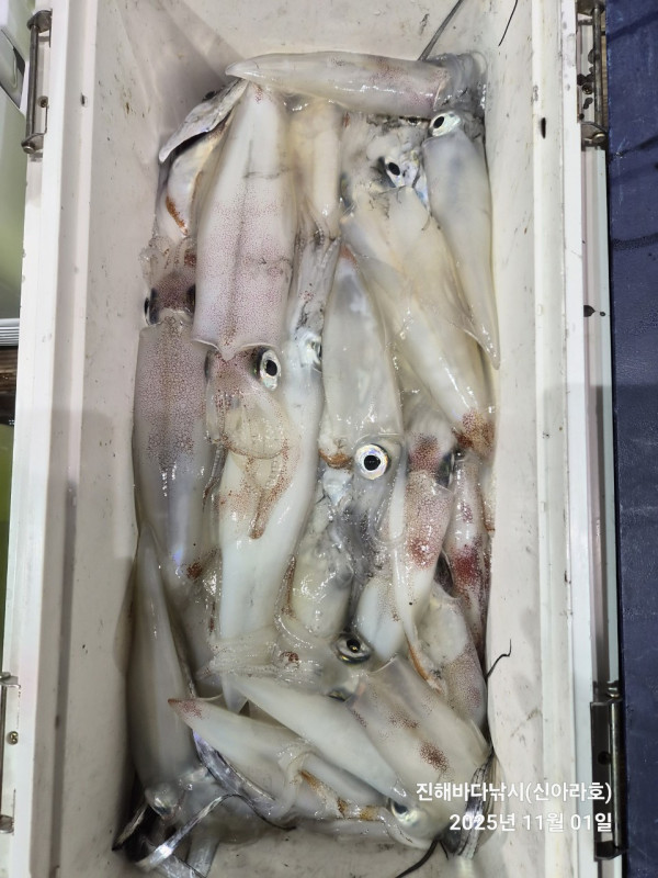 바다꾼낚시(신아라호)_사진_20251101_19.jpg
