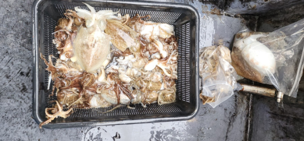 예지퀸호 농어외수질&어초낚시 경기인천권_사진_20251031_20.jpg