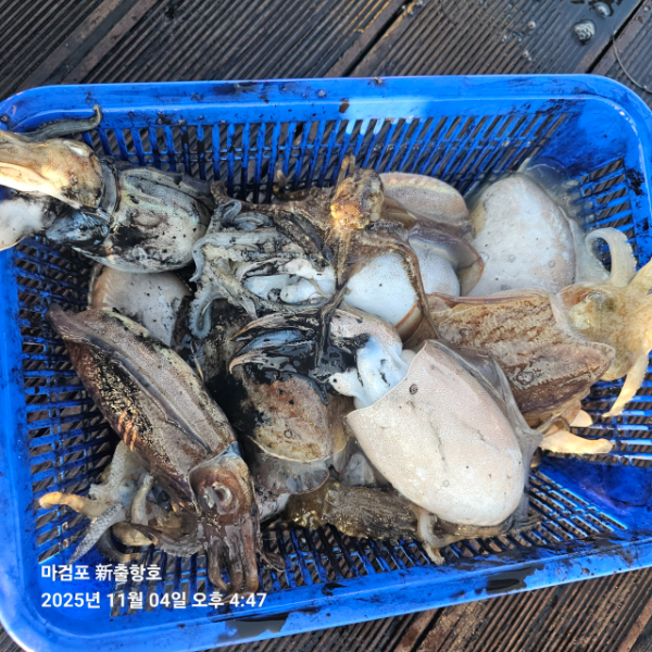 ꫛꫀꪝ✧‧˚ 태안 마검포 新출항호 .• _˚☀₊_사진_20251105_4.jpg