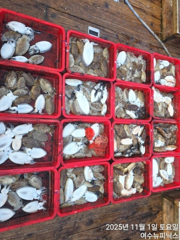 11월2일왕갑오징어 (2).jpg