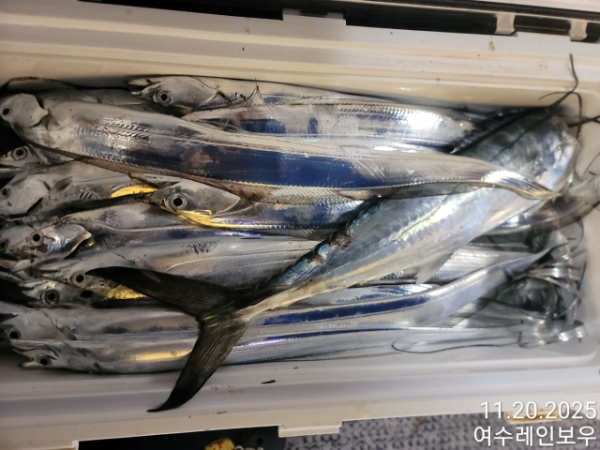 ♡여수레인보우♡갈치_열기_한치_갑오징어__사진_20251120_16.jpg