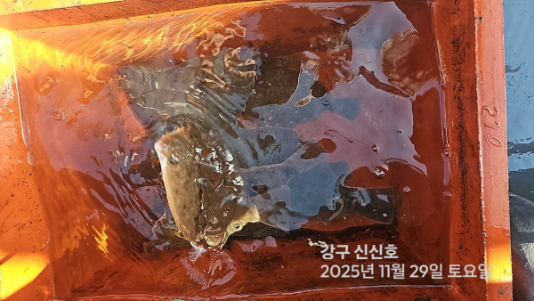신신낚시 강구점 신신호_사진_20251129_5.jpg