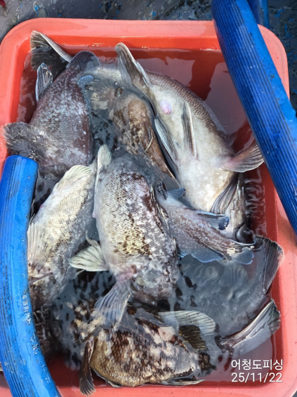 최강피싱 063.463.0800_사진_20251122_25 - 복사본.jpg