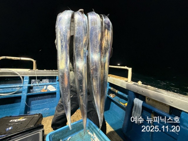 11월21일왕갈치 (32).jpg