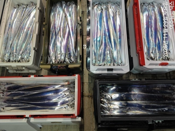 11월29일갈치 (2)-tile.jpg