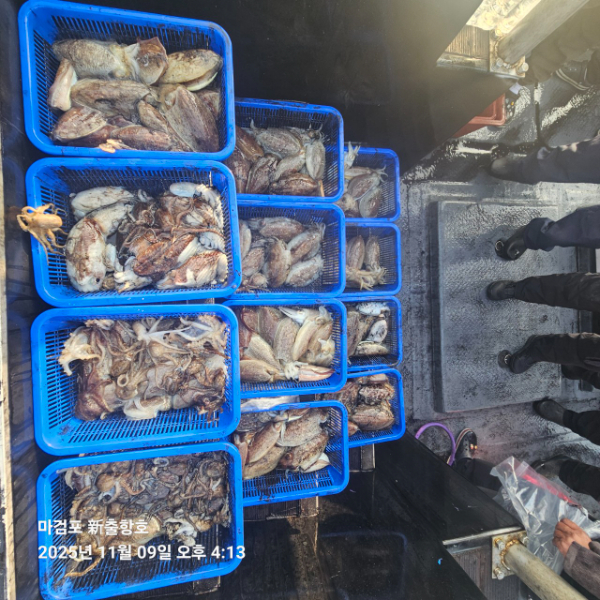 ꫛꫀꪝ✧‧˚ 태안 마검포 新출항호 .• _˚☀₊_사진_20251109_4.jpg