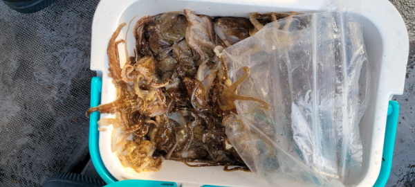 예지퀸호 농어외수질&어초낚시 경기인천권_사진_20251030_13.jpg