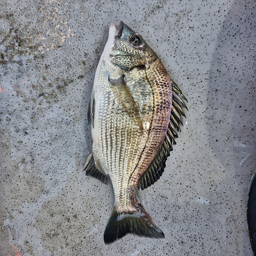 인천배낚시 (1).jpg