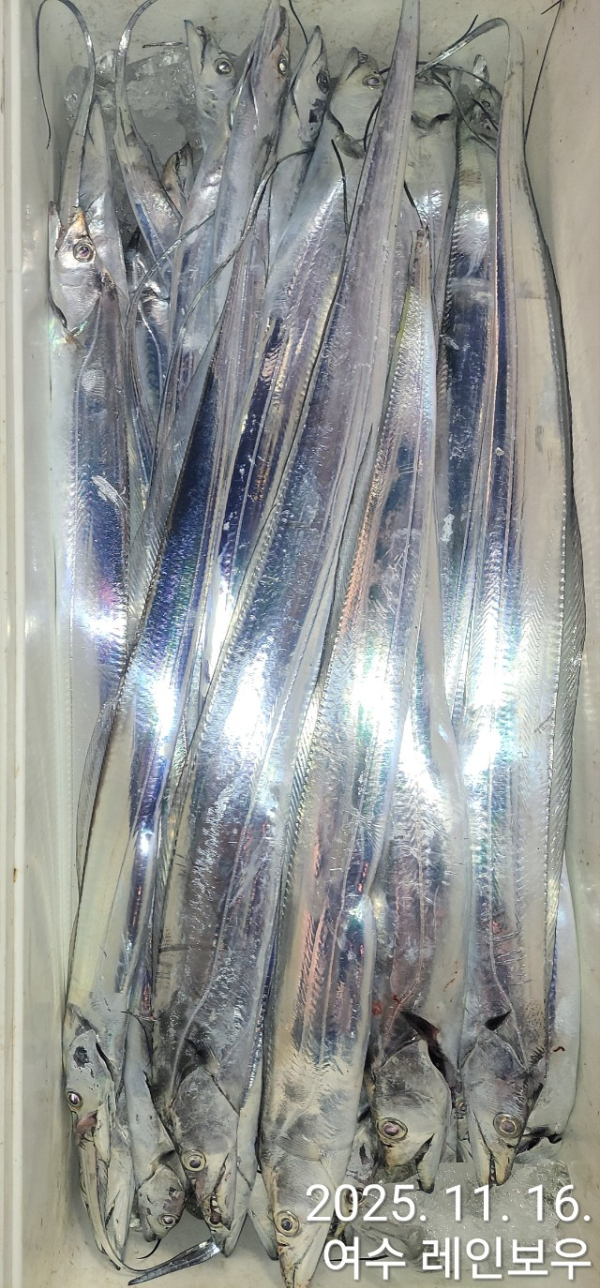 ♡여수레인보우♡갈치_열기_한치_갑오징어__사진_20251116_16.jpg