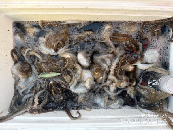 군산 선상낚시, 바다낚시 출조 전문 ☆서군산낚시☆_사진_20251114_11.jpg