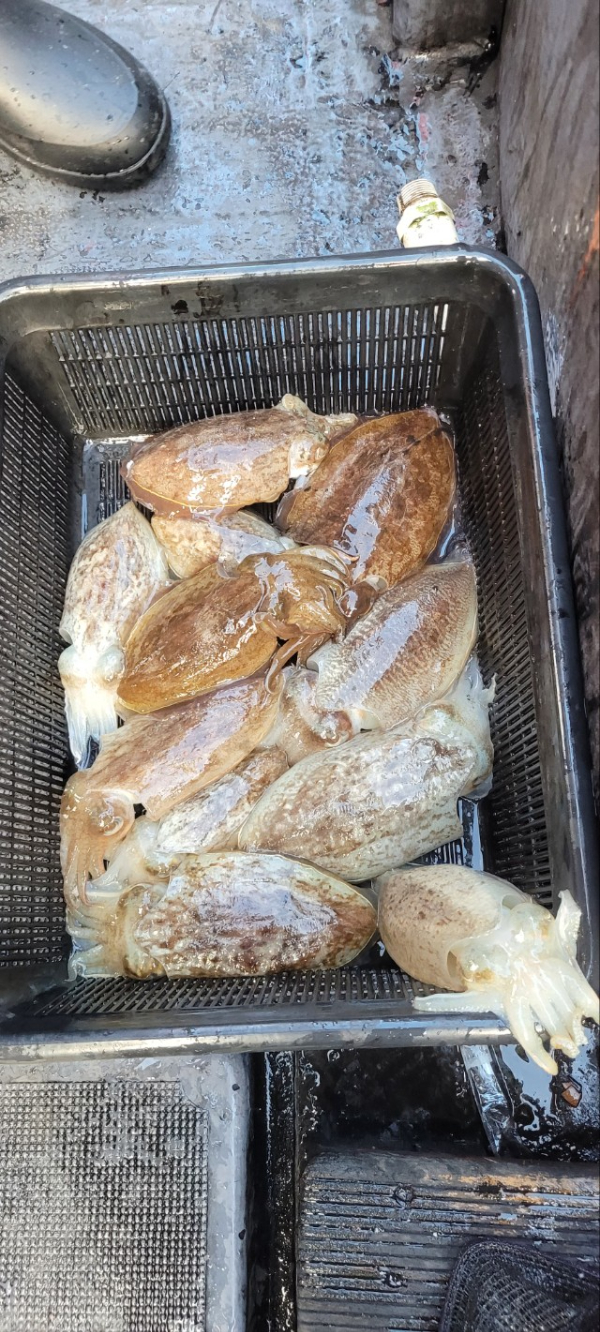 예지퀸호 농어외수질&어초낚시 경기인천권_사진_20251101_8.jpg