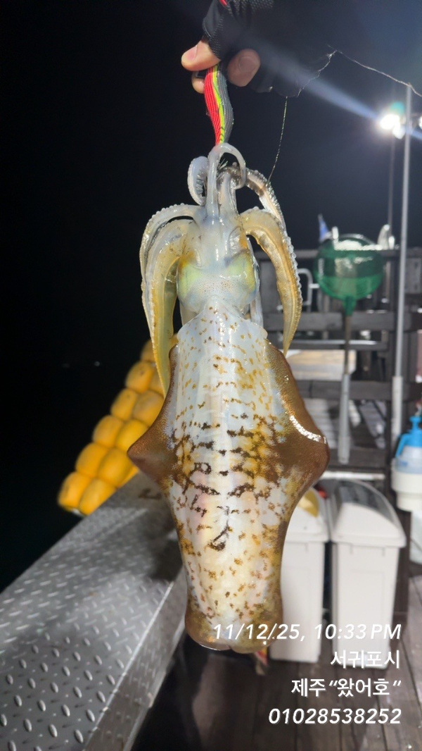 제주왔어호_사진_20251113_16.jpg