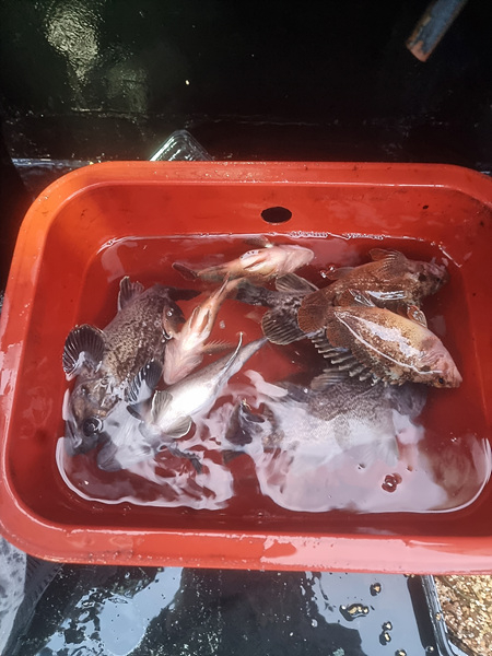 인천바다낚시 (5).jpg