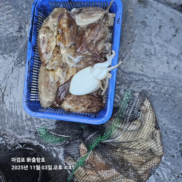 ꫛꫀꪝ✧‧˚ 태안 마검포 新출항호 .• _˚☀₊_사진_20251105_7.jpg