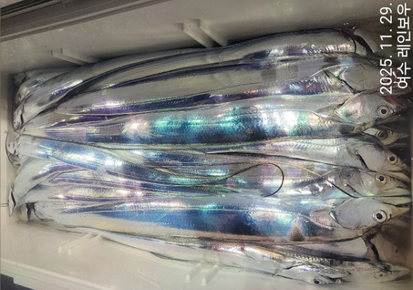 ♡여수레인보우♡갈치_열기_한치_갑오징어__사진_20251129_3.jpg